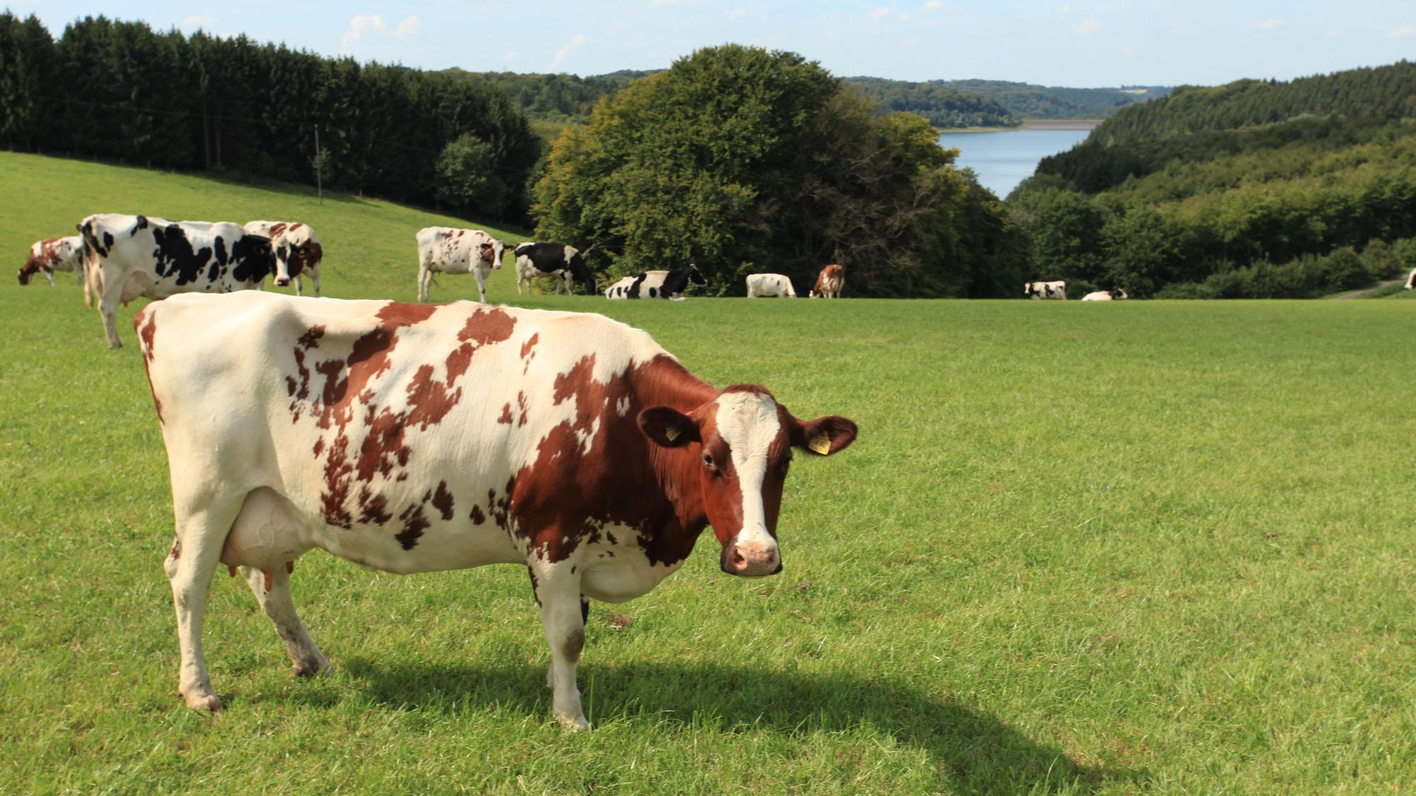 Kühe stehen auf einer grünen Wiese mit einem See im Hintergrund.