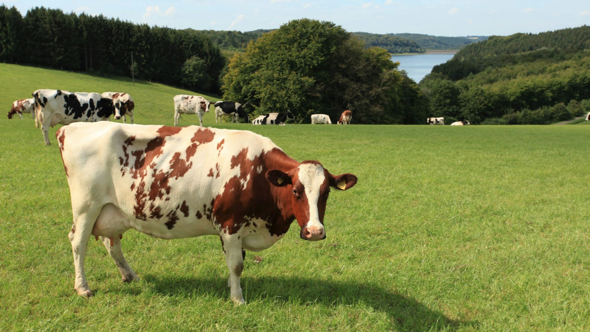 Kühe stehen auf einer grünen Wiese mit einem See im Hintergrund.