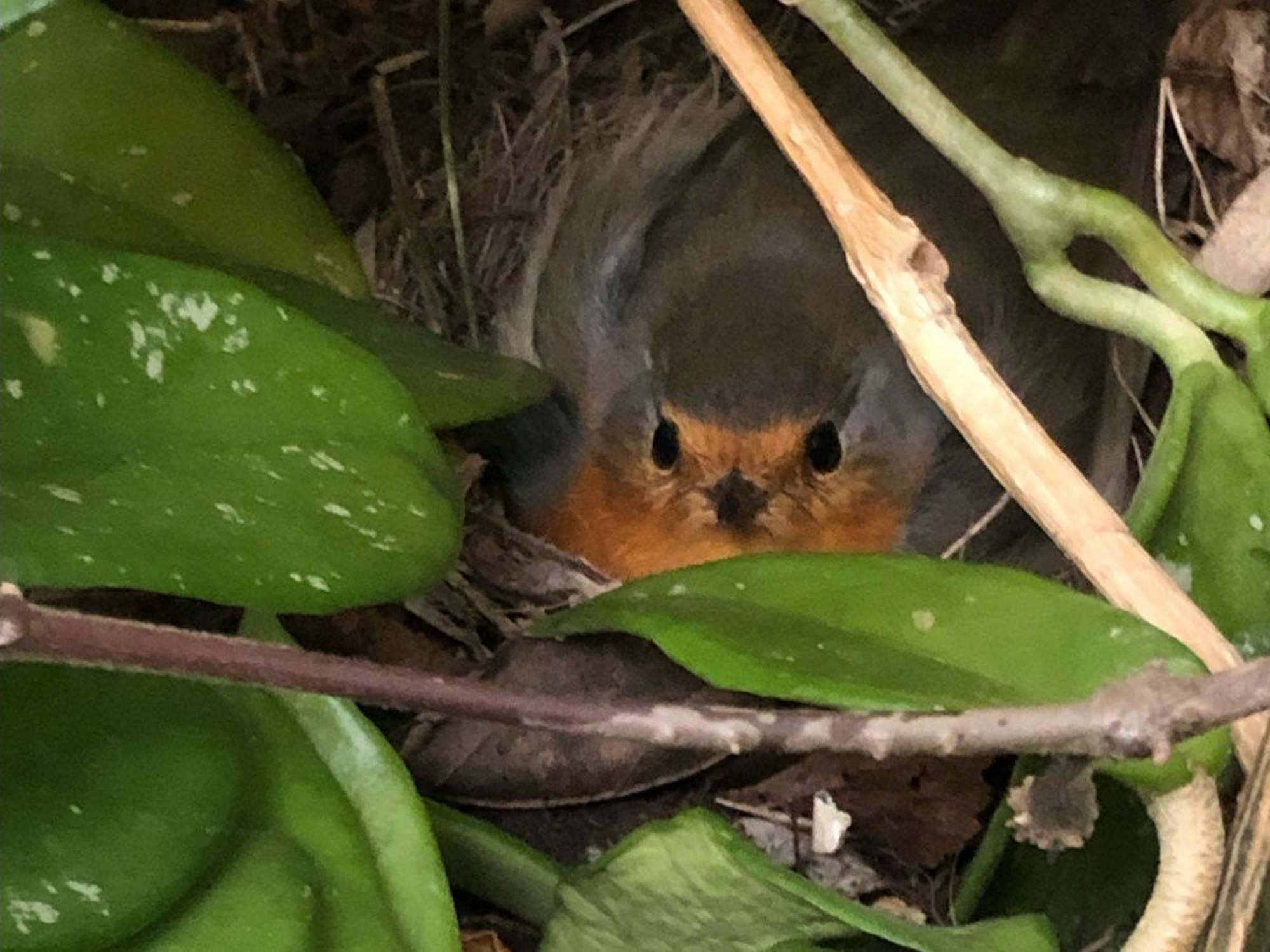Die Rotkehlchen-Mutter beim Brüten