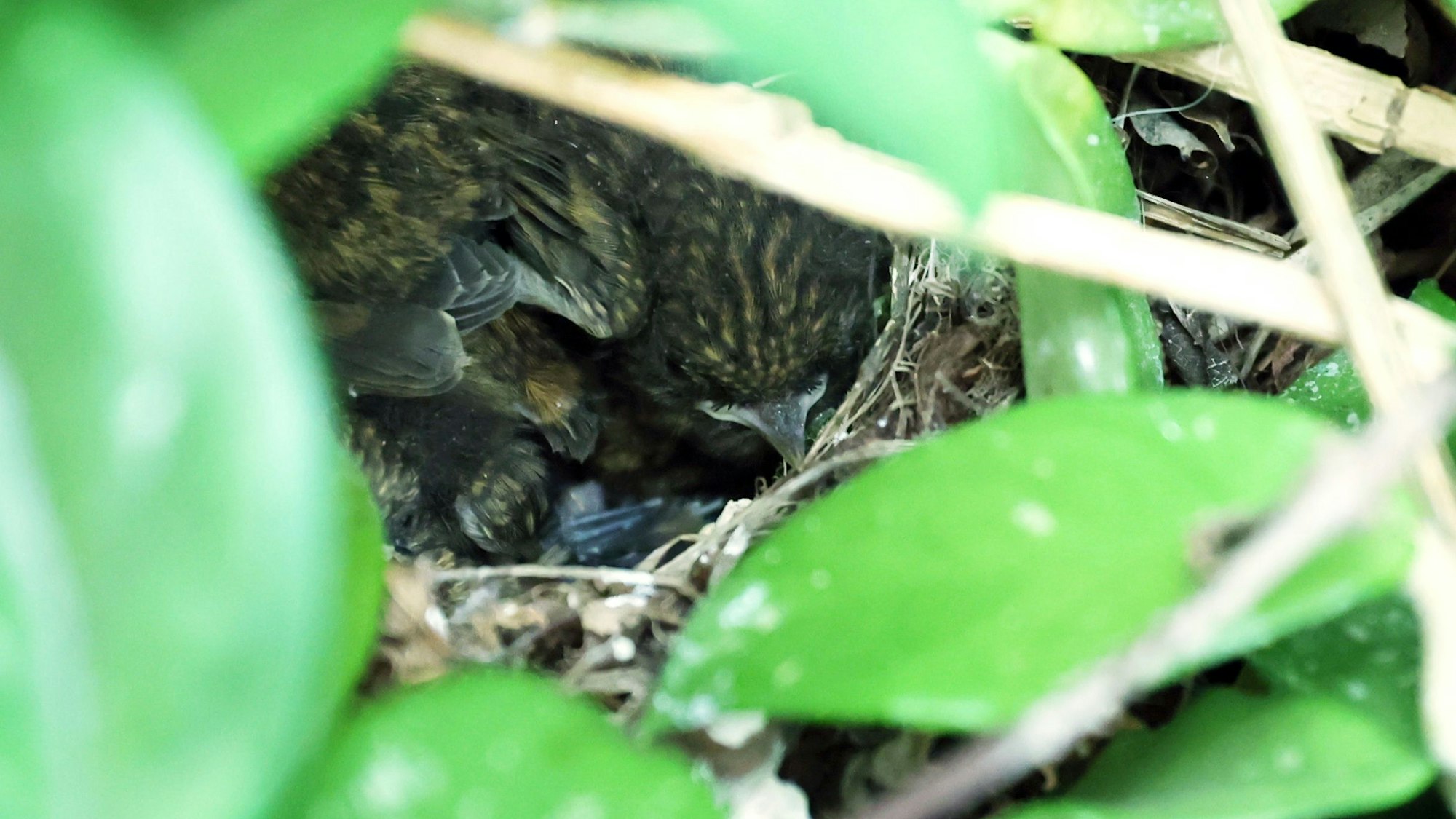 Die Jungvögel haben ein grau-braunes Gefieder.