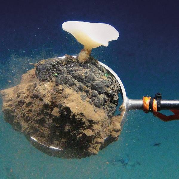 Der Tiefseeroboter ROV KIEL 6000 entnimmt während einer MiningImpact-Expedition mit einem Greifarm eine mit einem Schwamm bewachsene Manganknolle zur späteren Analyse im Labor.