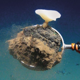 Der Tiefseeroboter ROV KIEL 6000 entnimmt während einer MiningImpact-Expedition mit einem Greifarm eine mit einem Schwamm bewachsene Manganknolle zur späteren Analyse im Labor.