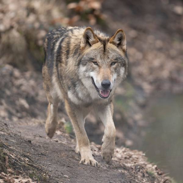 Ein Wolf läuft durch sein Gehege im Tierpark.