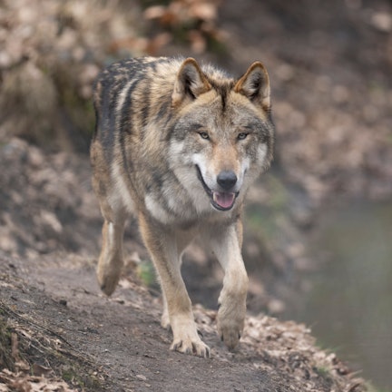 Ein Wolf läuft durch sein Gehege im Tierpark.
