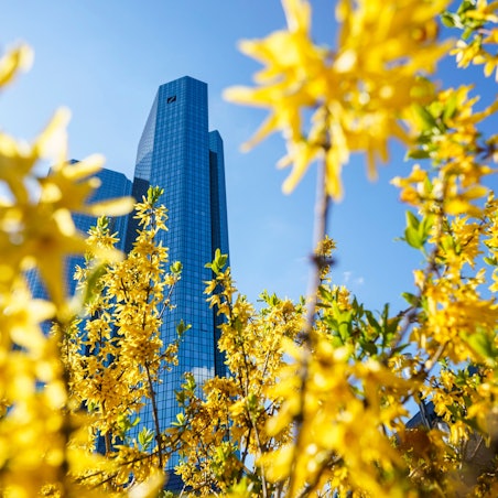 Die Türme der Hauptverwaltung der Deutschen Bank ragen zwischen gelben Blüten und anderen Frühlingsboten empor.