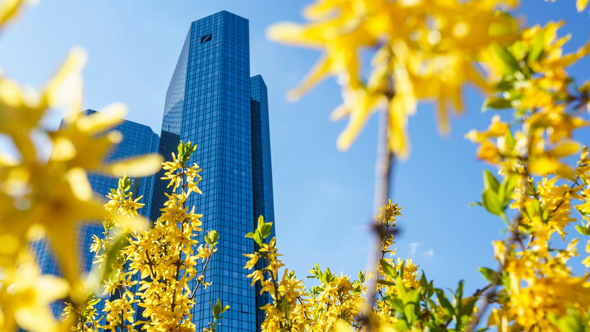 Die Türme der Hauptverwaltung der Deutschen Bank ragen zwischen gelben Blüten und anderen Frühlingsboten empor.