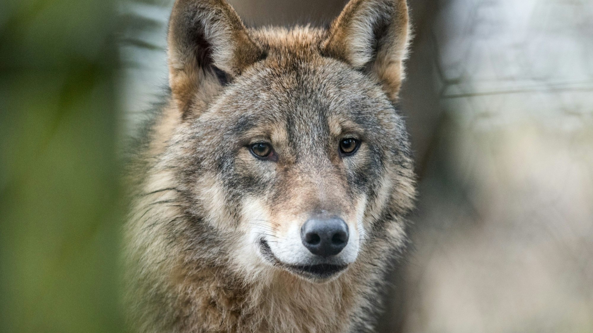 Nordrhein-Westfalen, Isselburg: Ein Wolf steht in einem Gehege. Kritiker halten die Hürden zum Abschuss von „Problemwölfen“ für zu hoch. Der politische Streit gärt seit Langem. (Archivbild/Symbolbild)