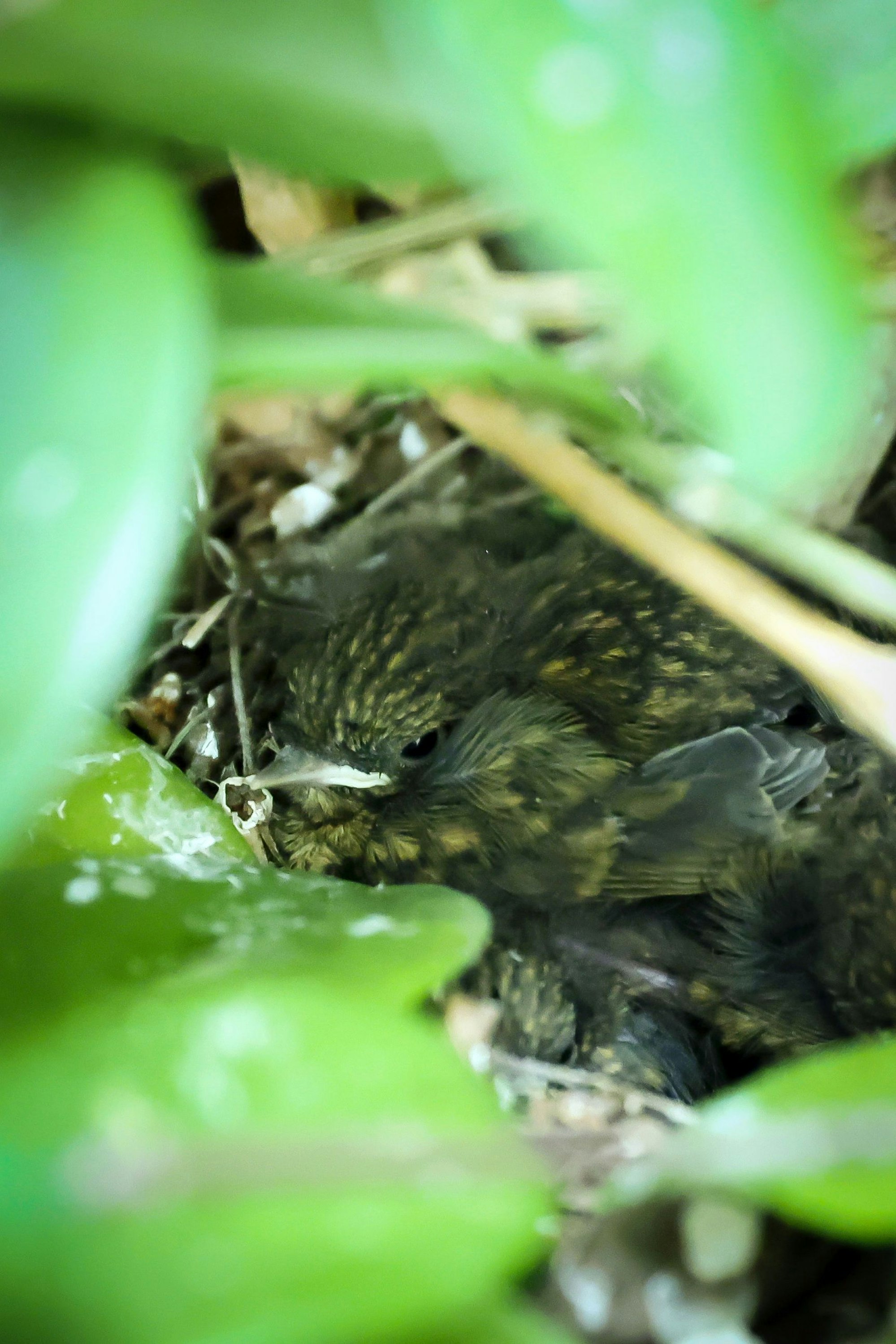 Dicht aneinandergekuschelt liegen die kleinen Vögel im Nest.