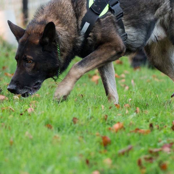 Ein Schäferhund schnuppert im Gras.