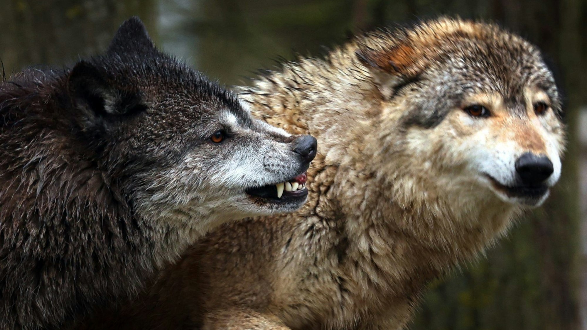 Baden-Württemberg, Bad Mergentheim: Junge Wölfe spielen in einem Wildpark in ihrem Gehege.
