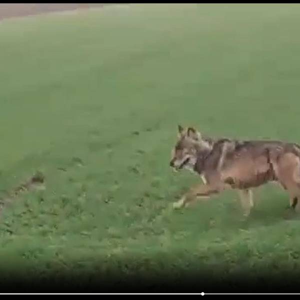 Ein unscharf abgebildetes wolfsähnliches Tier läuft über eine Wiese.