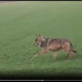 Ein unscharf abgebildetes wolfsähnliches Tier läuft über eine Wiese.