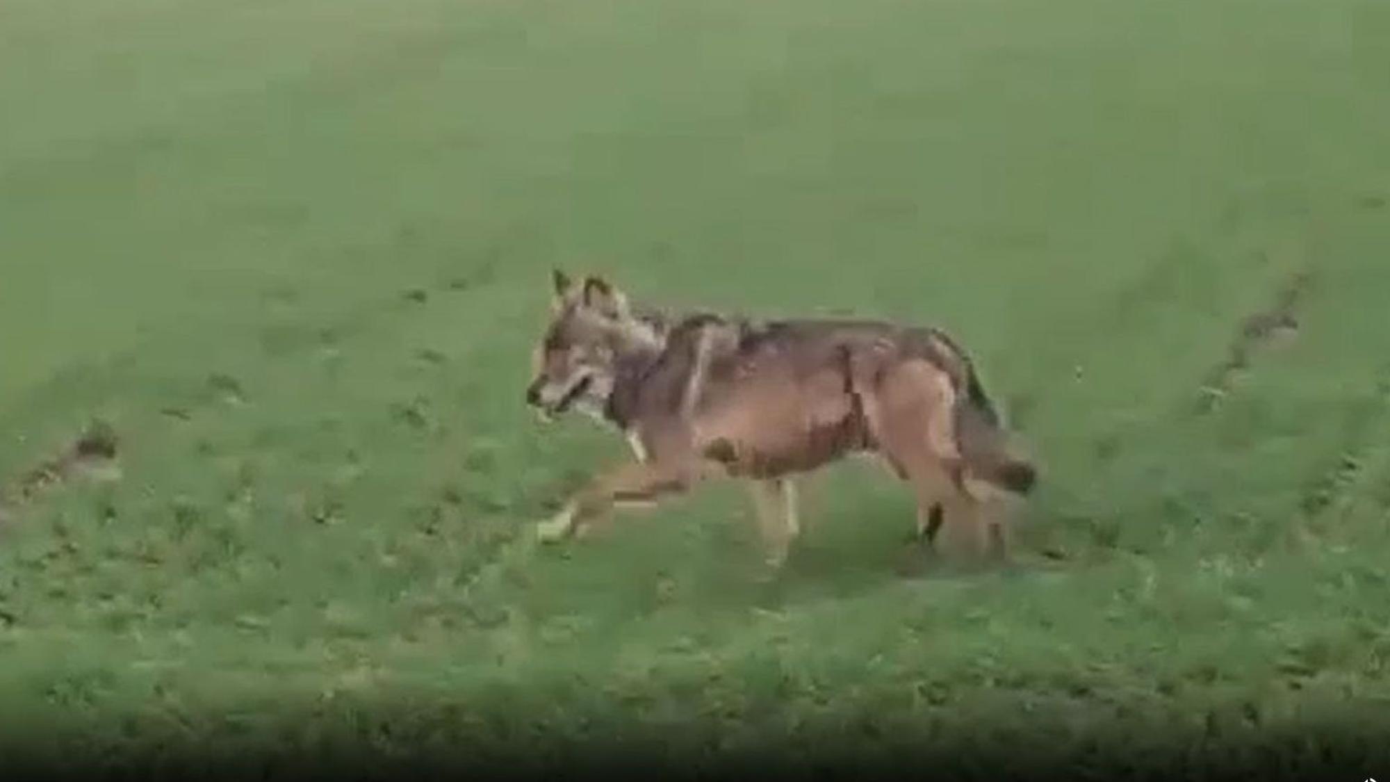 Ein unscharf abgebildetes wolfsähnliches Tier läuft über eine Wiese.