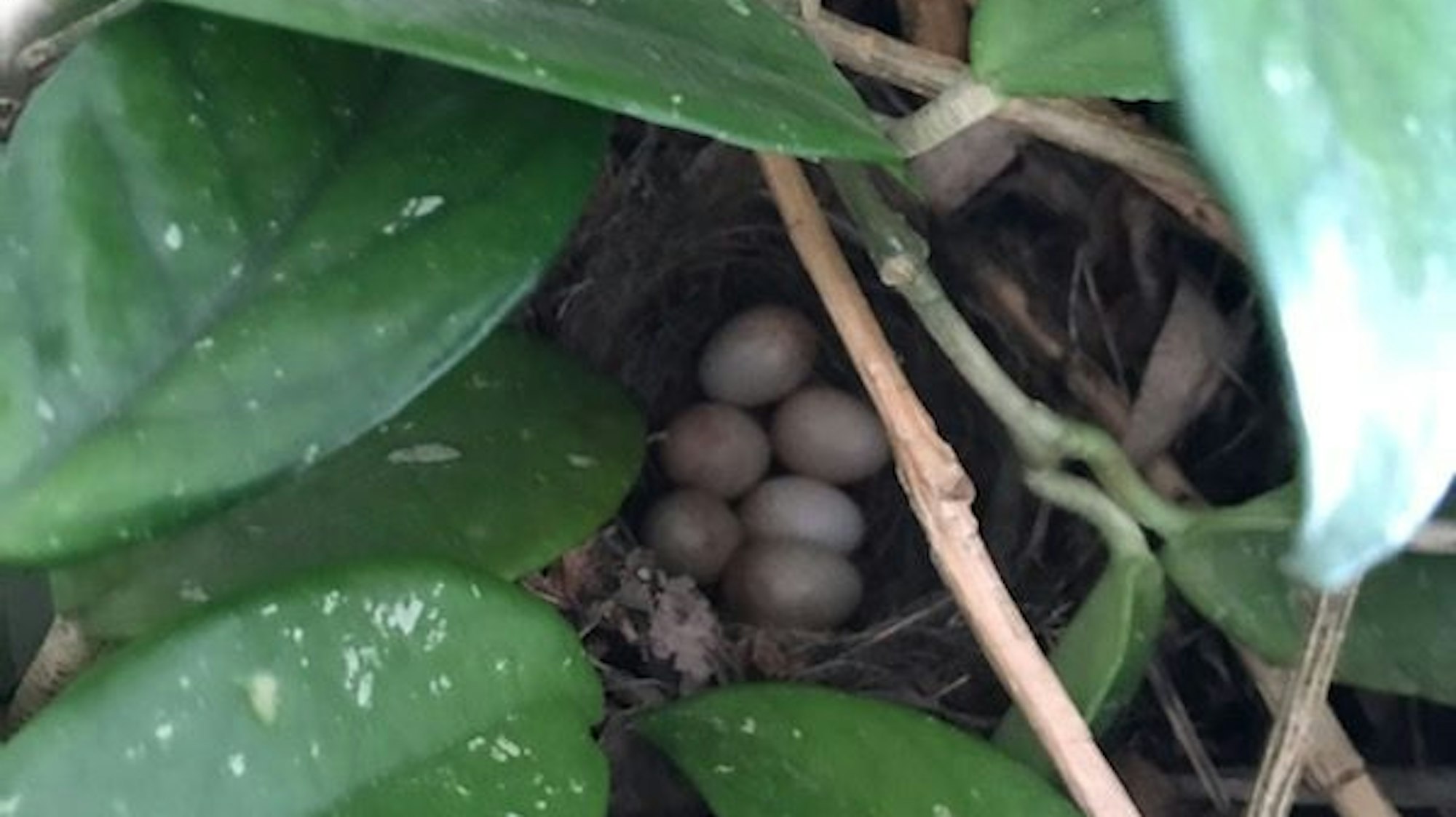 Sechs Eier liegen im Nest.