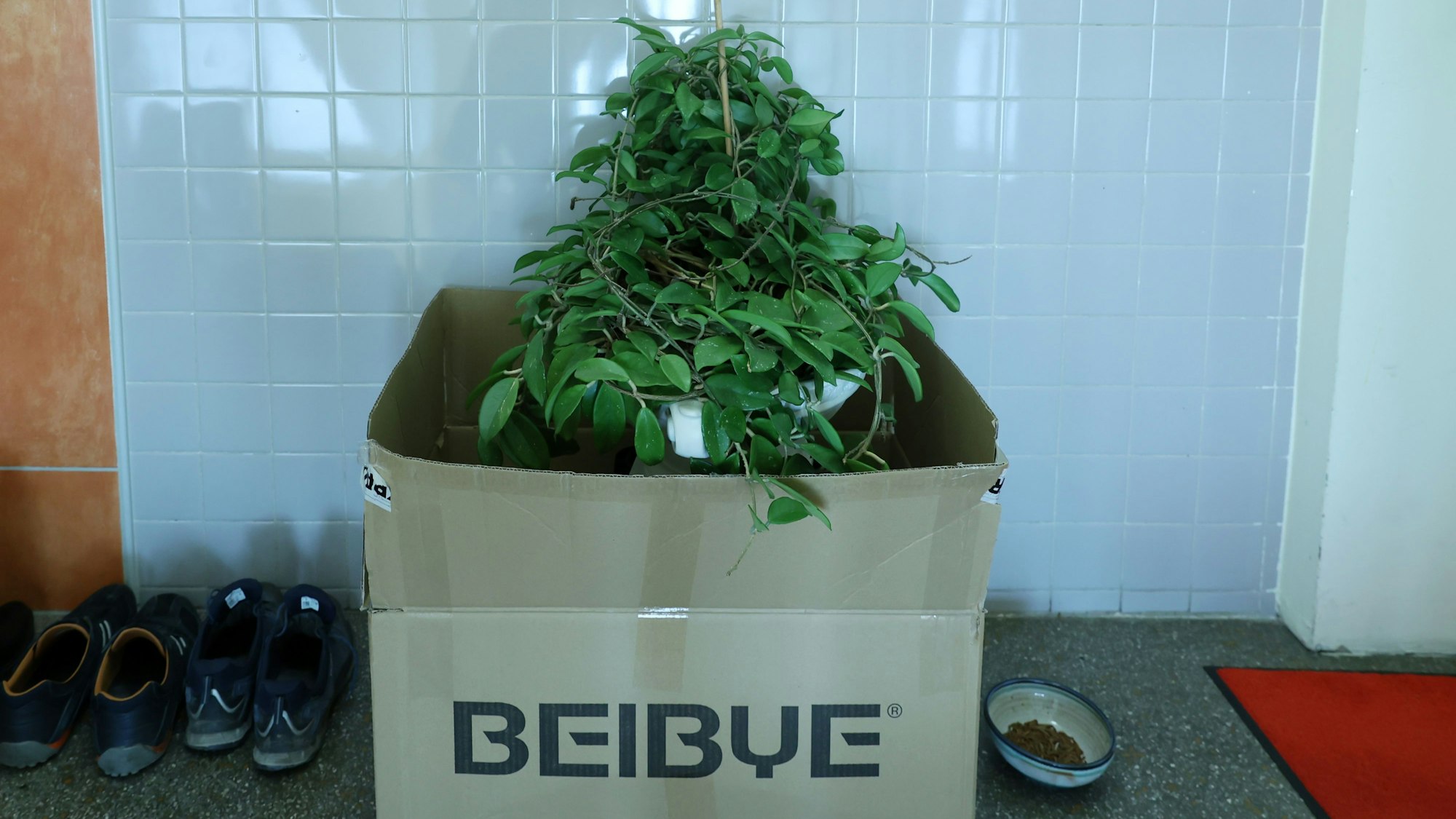 Eine Pflanze steht in einem Karton auf dem Boden im Treppenhaus.