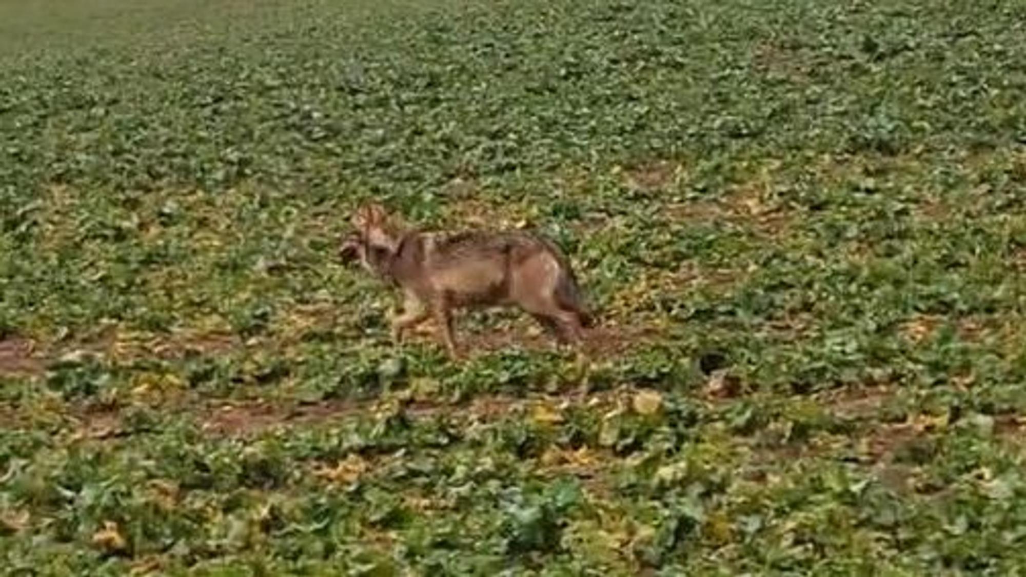 Ein unscharf abgebildetes wolfsähnliches Tier läuft über eine Wiese.
