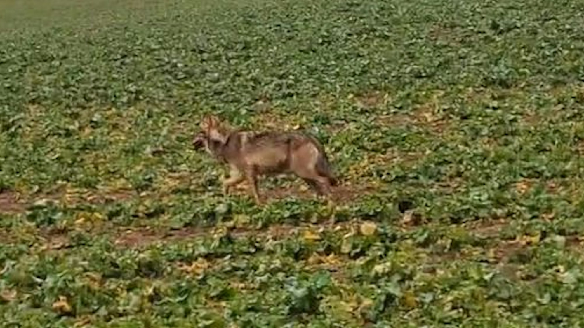 Ein unscharf abgebildetes wolfsähnliches Tier läuft über eine Wiese.
