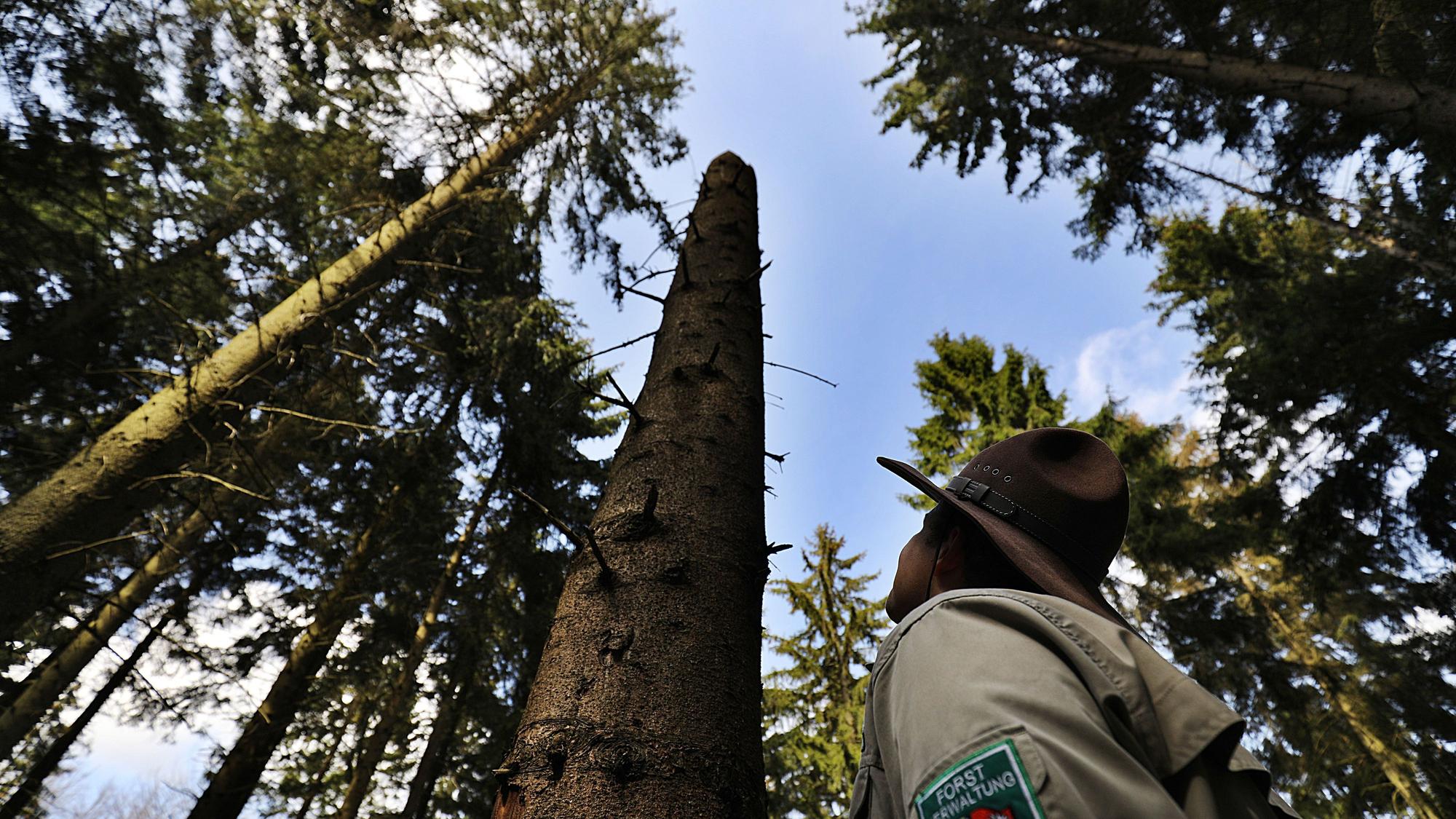 Der Ranger Aaron Gellern blickt am im Nationalpark Eifel in Gemünd (Nordrhein-Westfalen) in den Wald.