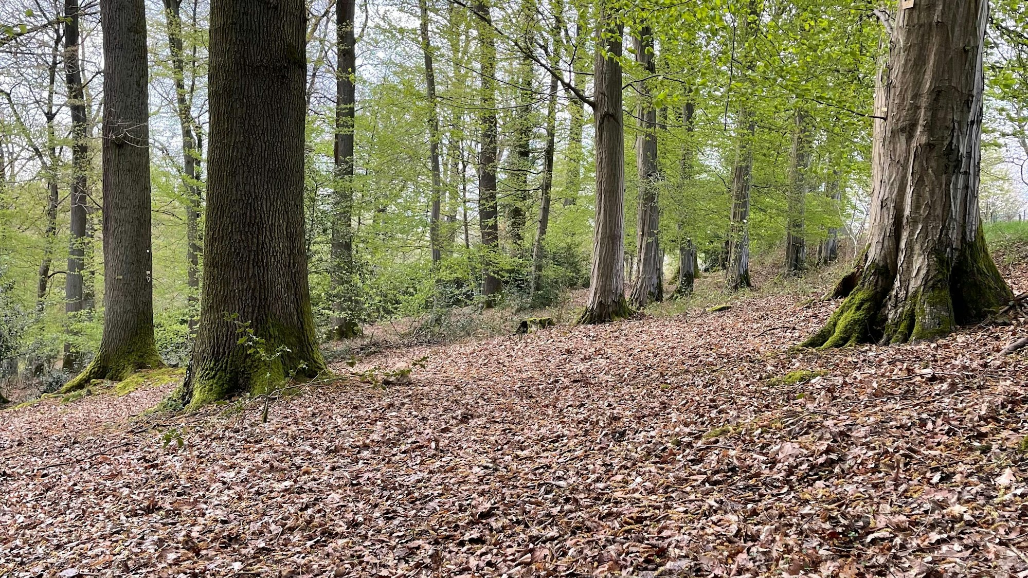 Man sieht einen Begräbniswald, auf dem Boden Blätter.