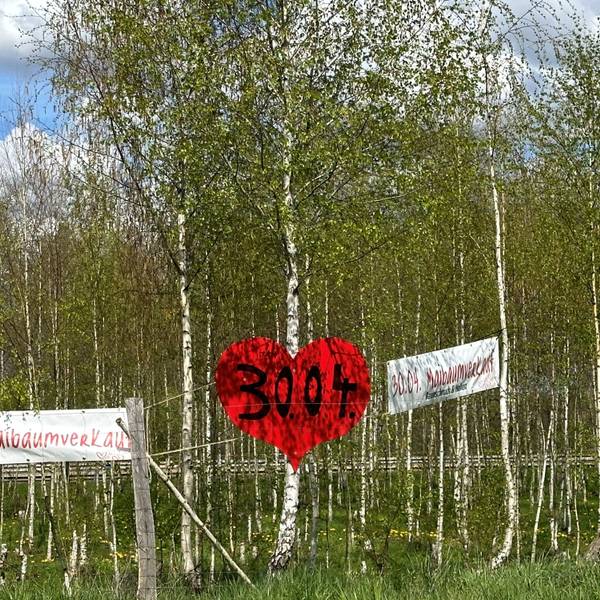 Werbeschilder zum Maibaumverkauf vor einem Birkenwald.