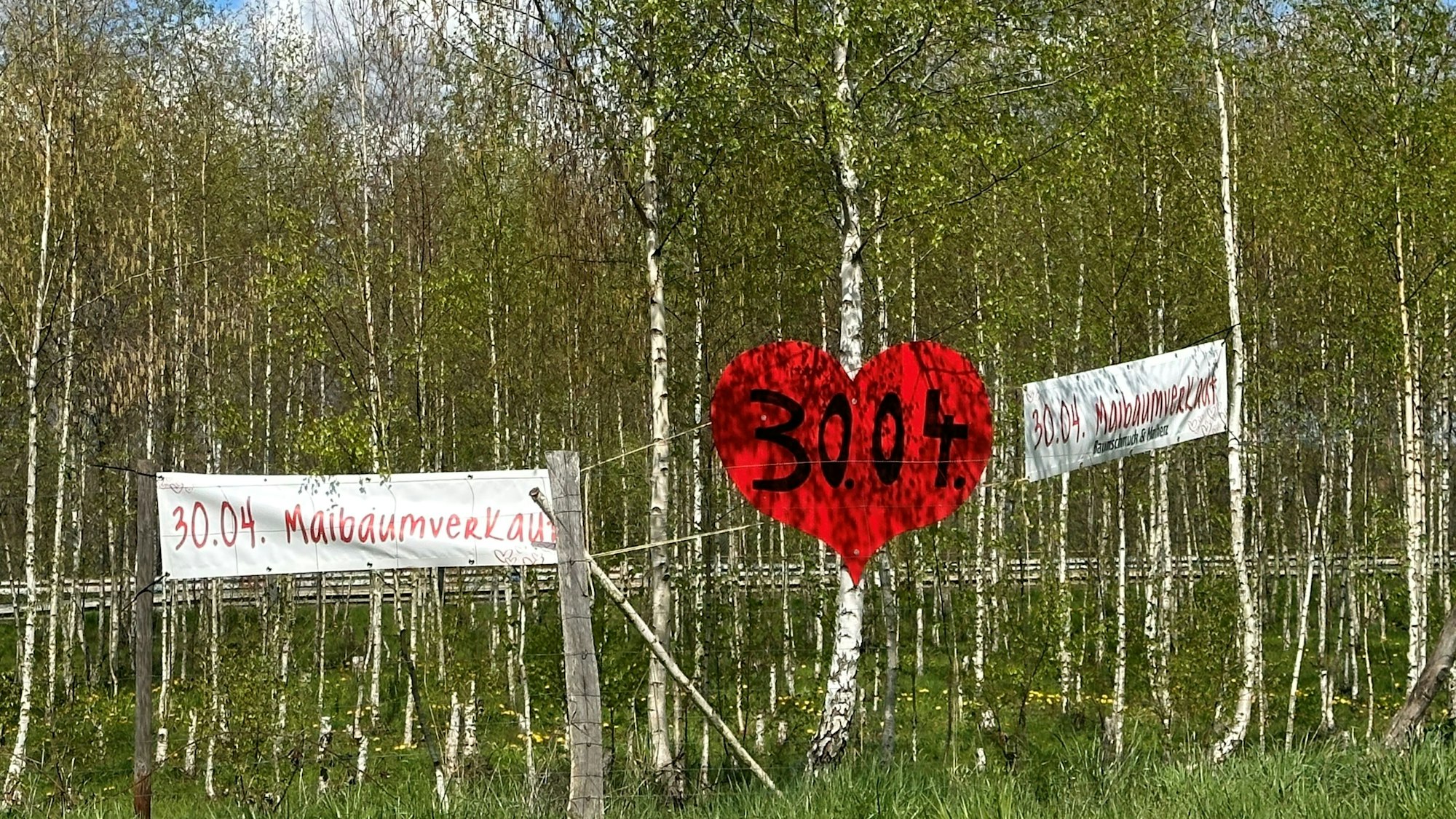 Blick auf einen abgegrenzten Bereich mit Maibäumen. (Symbolbild)