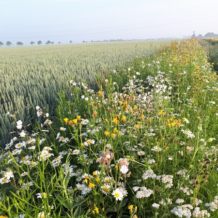 Blühstreifen im Rhein-Erft-Kreis