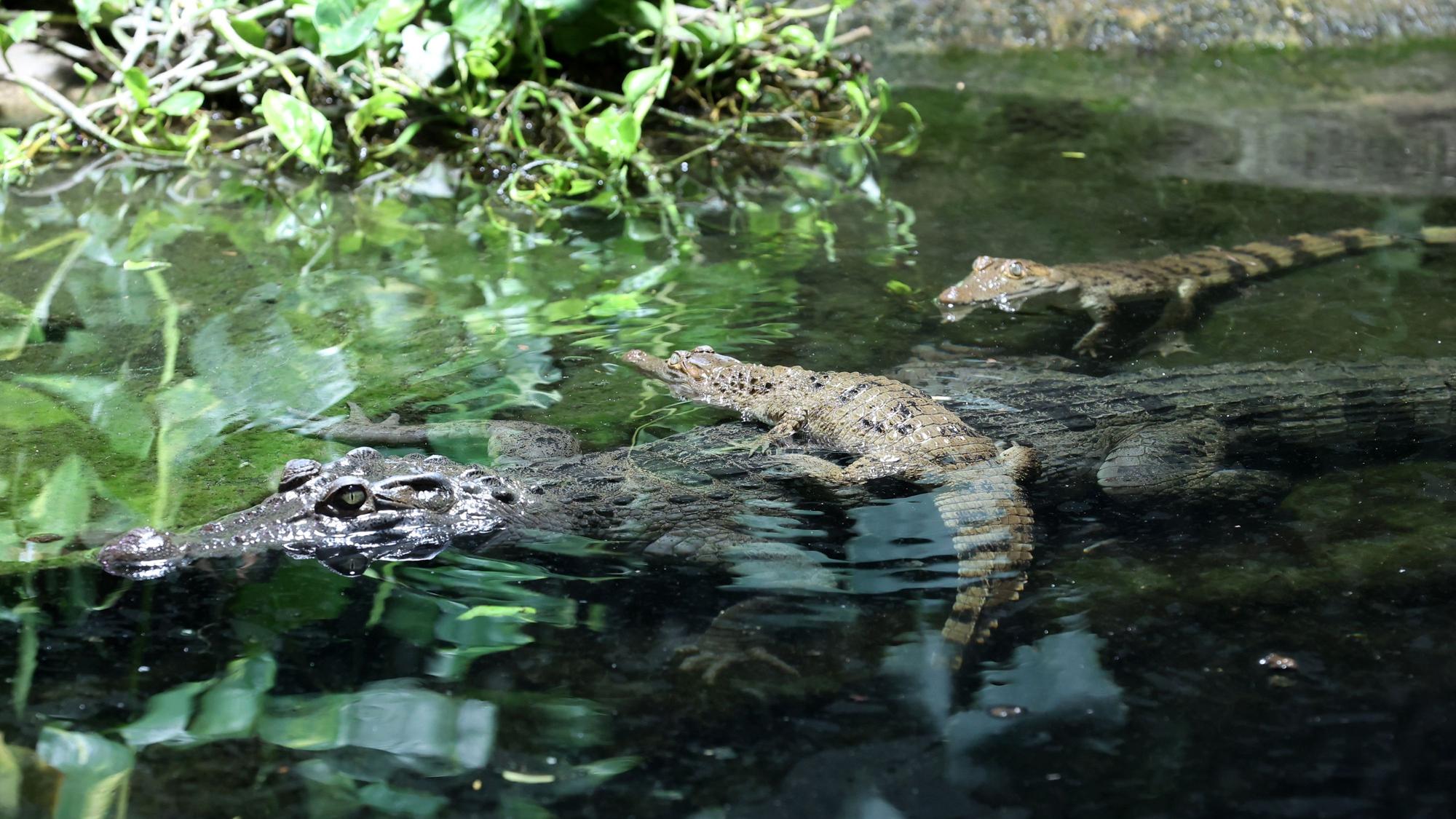 Ein Philippinen-Krokodil-Weibchen liegt im Wasser. Zwei Jungtiere sind auch zu sehen.