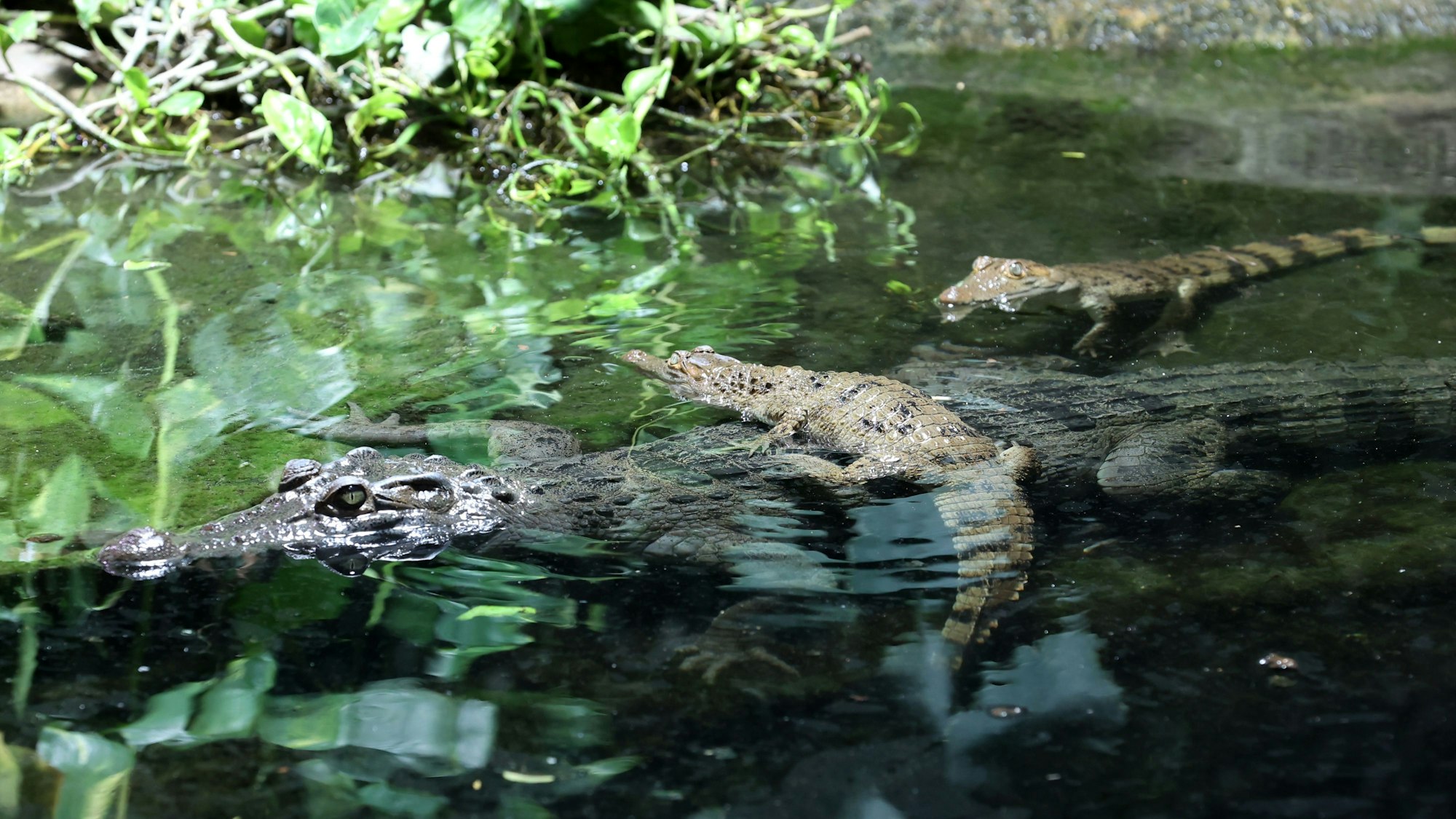 Ein Philippinen-Krokodil-Weibchen liegt im Wasser. Zwei Jungtiere sind auch zu sehen.