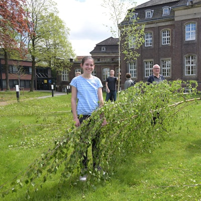 Auf dem Zanders-Gelände wurden am Sonntag Maibäume verkauft.