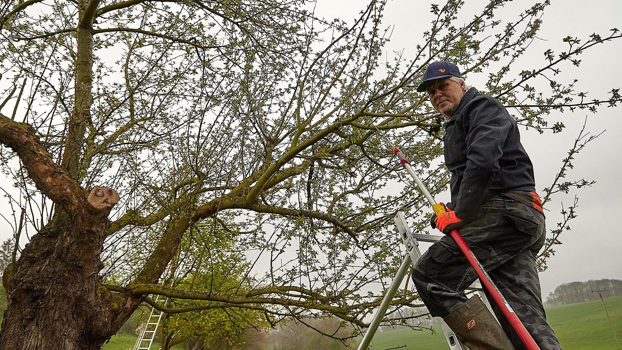 Ein Obstbaumwart arbeitet in einem alten Baum am Pflegeschnitt.