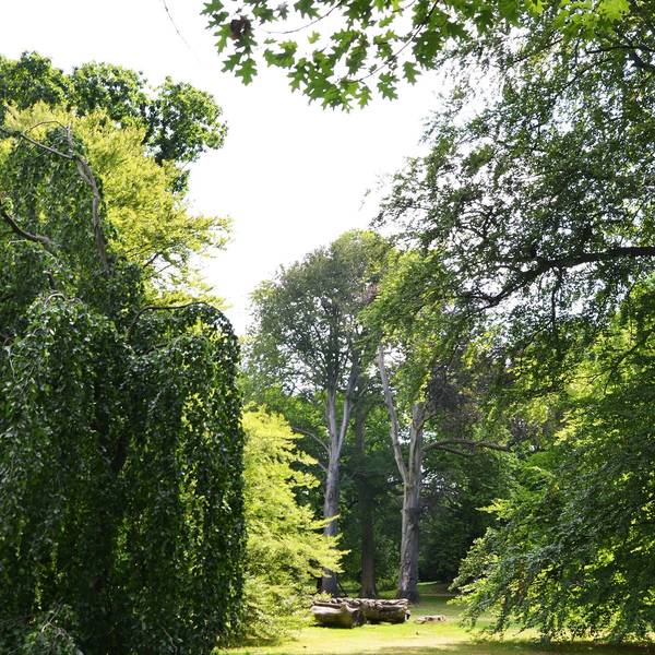 Auch im Stammheimer Schlosspark stehen viele alte Bäume