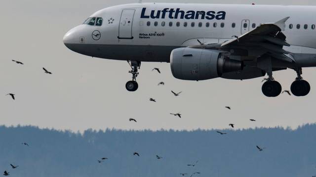 Eine Passagiermaschine der Lufthansa vom Typ Airbus A319-100 landet und fliegt dabei durch einen Schwarm von Vögeln hindurch.