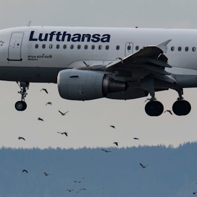 Eine Passagiermaschine der Lufthansa vom Typ Airbus A319-100 landet und fliegt dabei durch einen Schwarm von Vögeln hindurch.