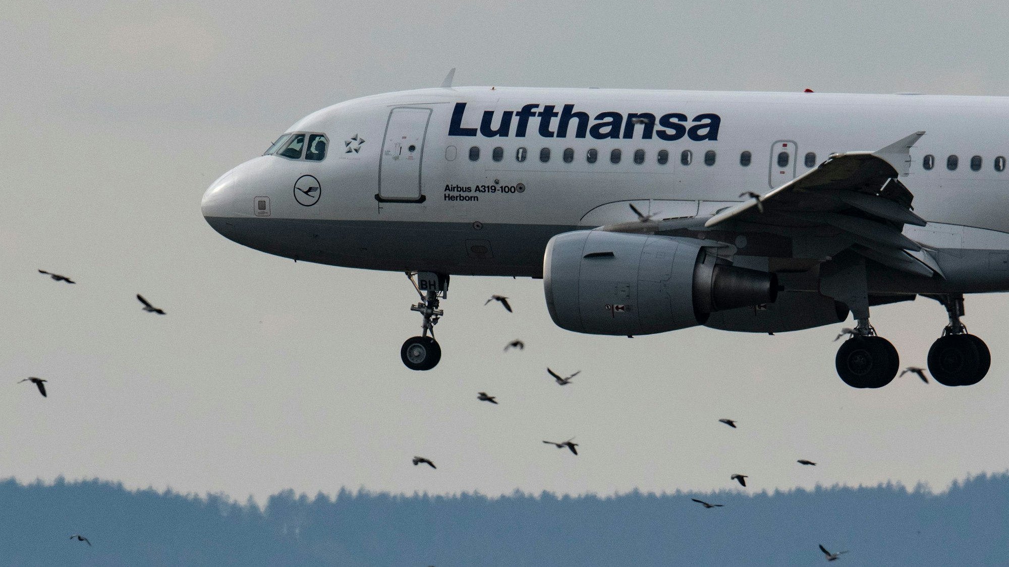 Eine Passagiermaschine der Lufthansa vom Typ Airbus A319-100 landet und fliegt dabei durch einen Schwarm von Vögeln hindurch.