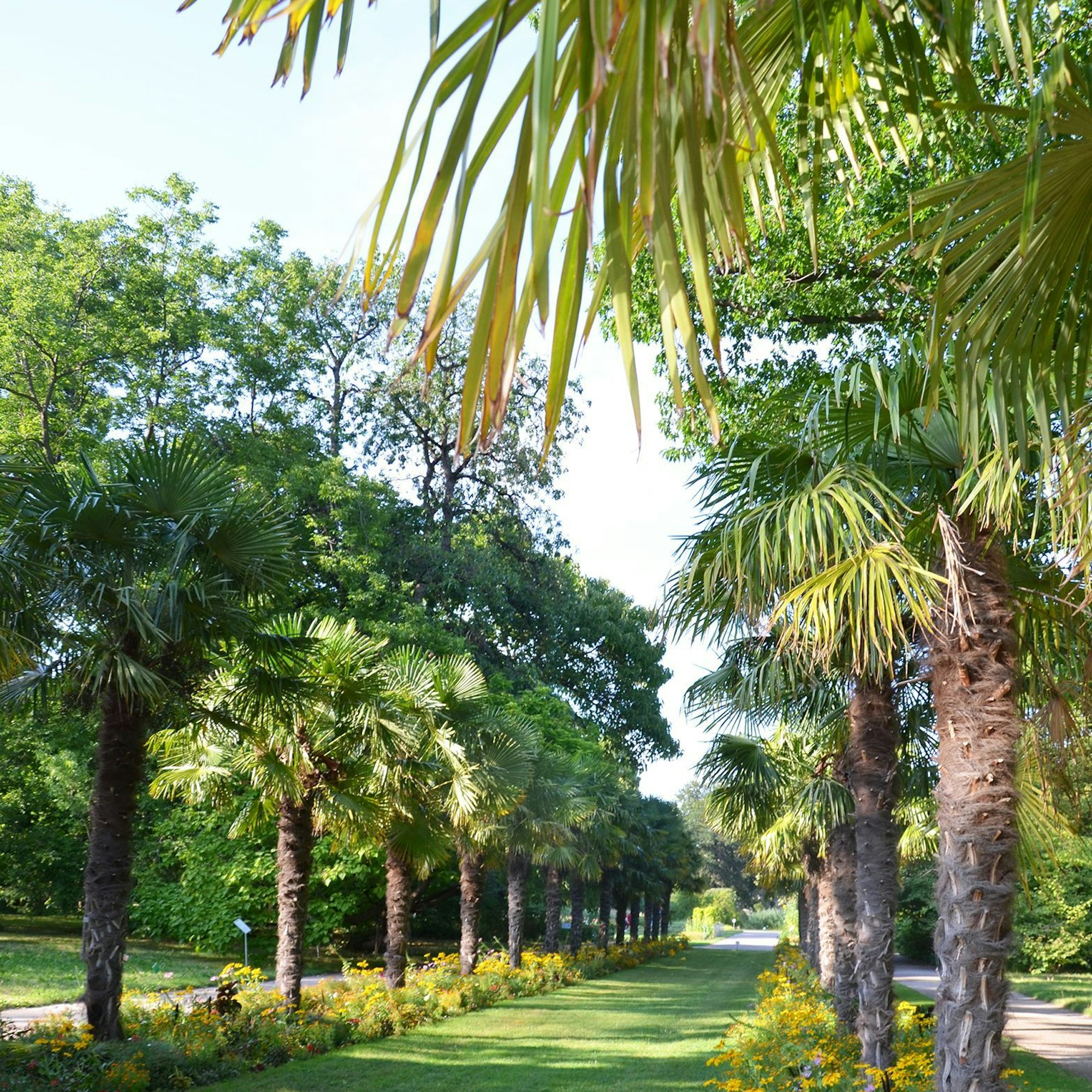 Palmen-Allee in der Flora