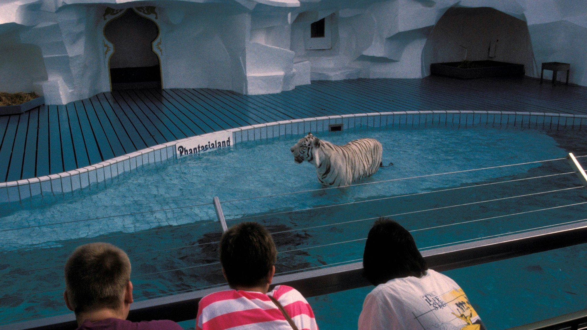 Ein weißer Tiger im Juni 1991 in dem Wasserbereich des Geheges im Phantasialand.