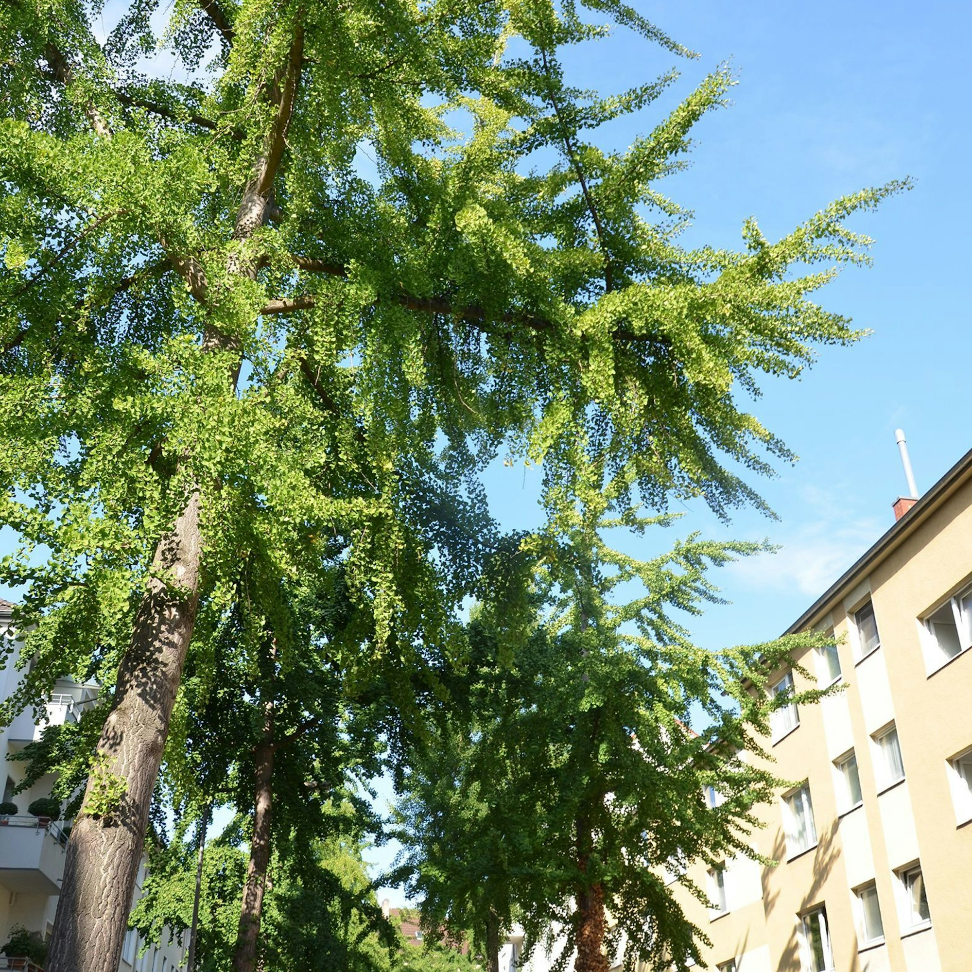 Ginkgobäume im Agnesviertel