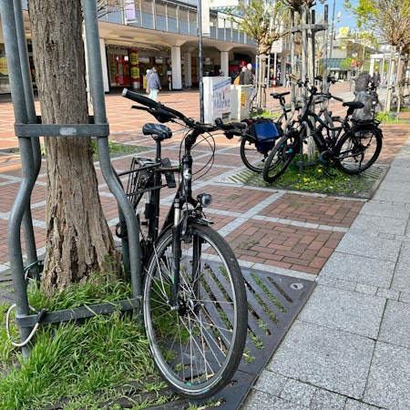 Fahrräder am Wiesdorfer Platz, die an Baumgerüsten angeschlossen sind.