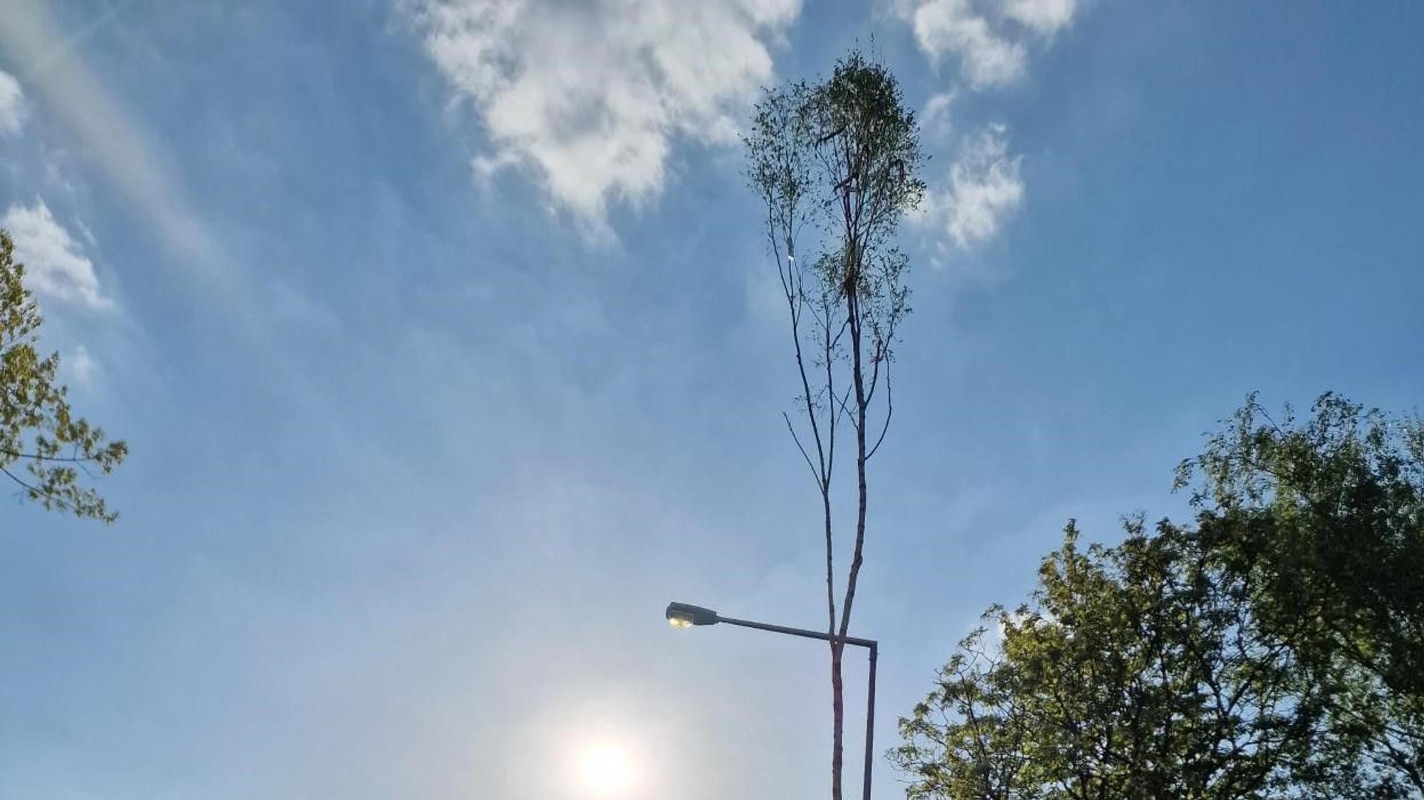 Maibaum in Köln-Bilderstöckchen