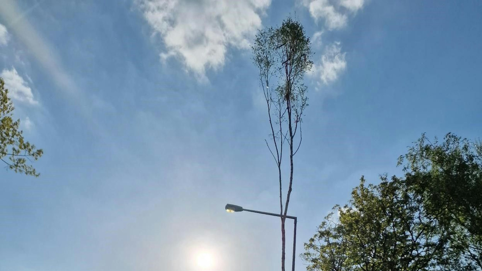 Maibaum in Köln-Bilderstöckchen