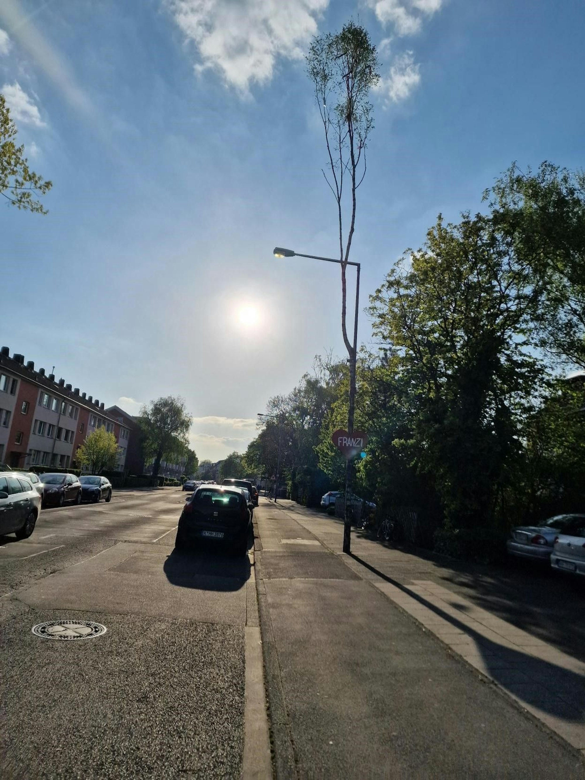 Der XXL-Baum am Schiefersburger Weg in Köln-Bilderstöckchen.