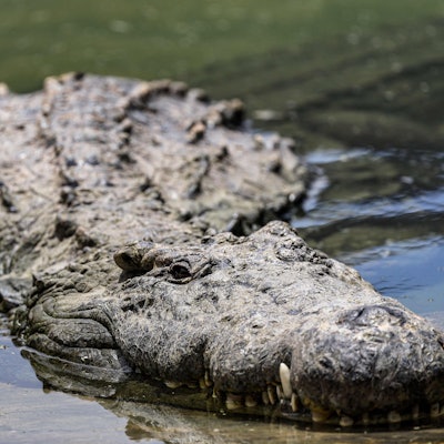 Ein Krokodil an der Wasseroberfläche
