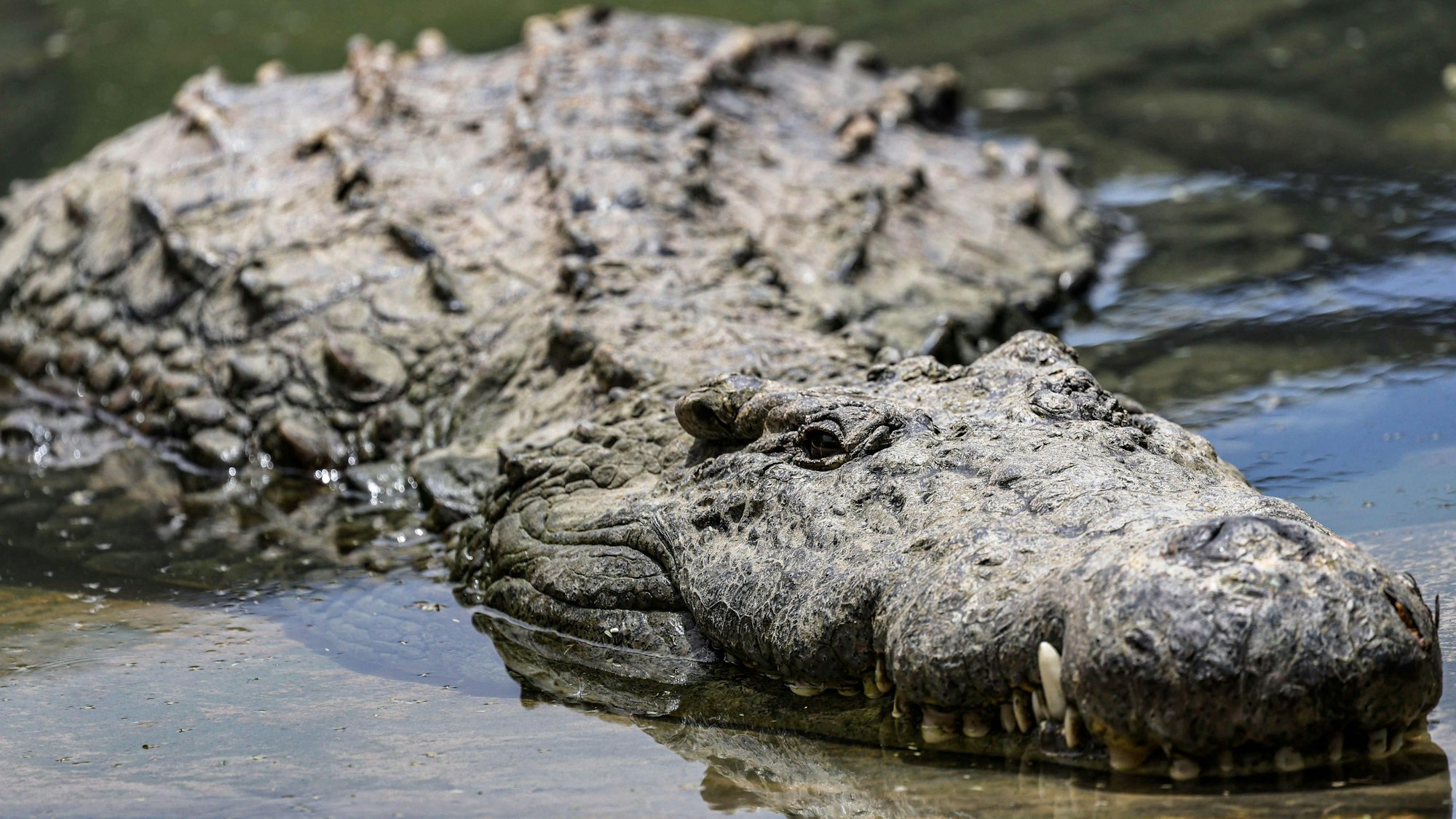 Ein Krokodil an der Wasseroberfläche