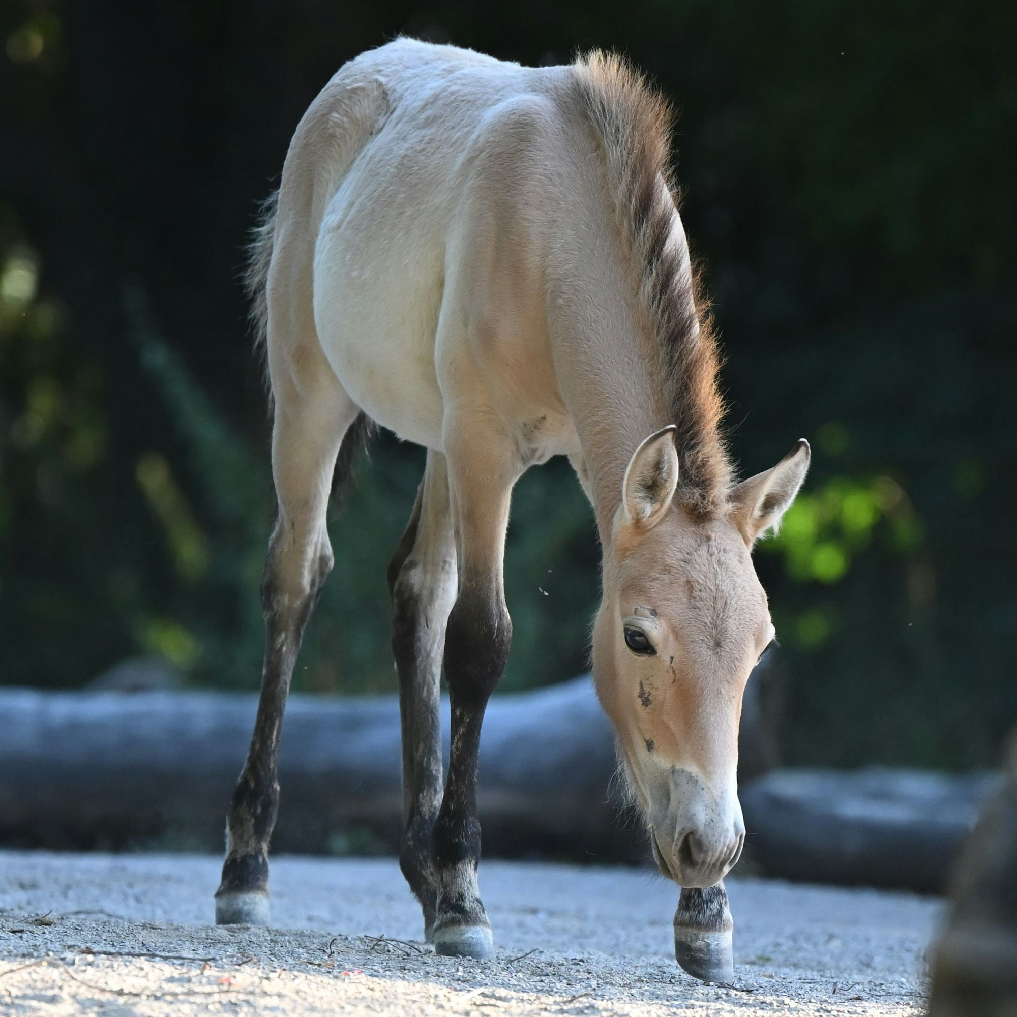 Der Kölner Zoo betreibt ein Artenschutzprogramm und hilft dabei, Tiere wieder auszuwildern
Przewalskipferd