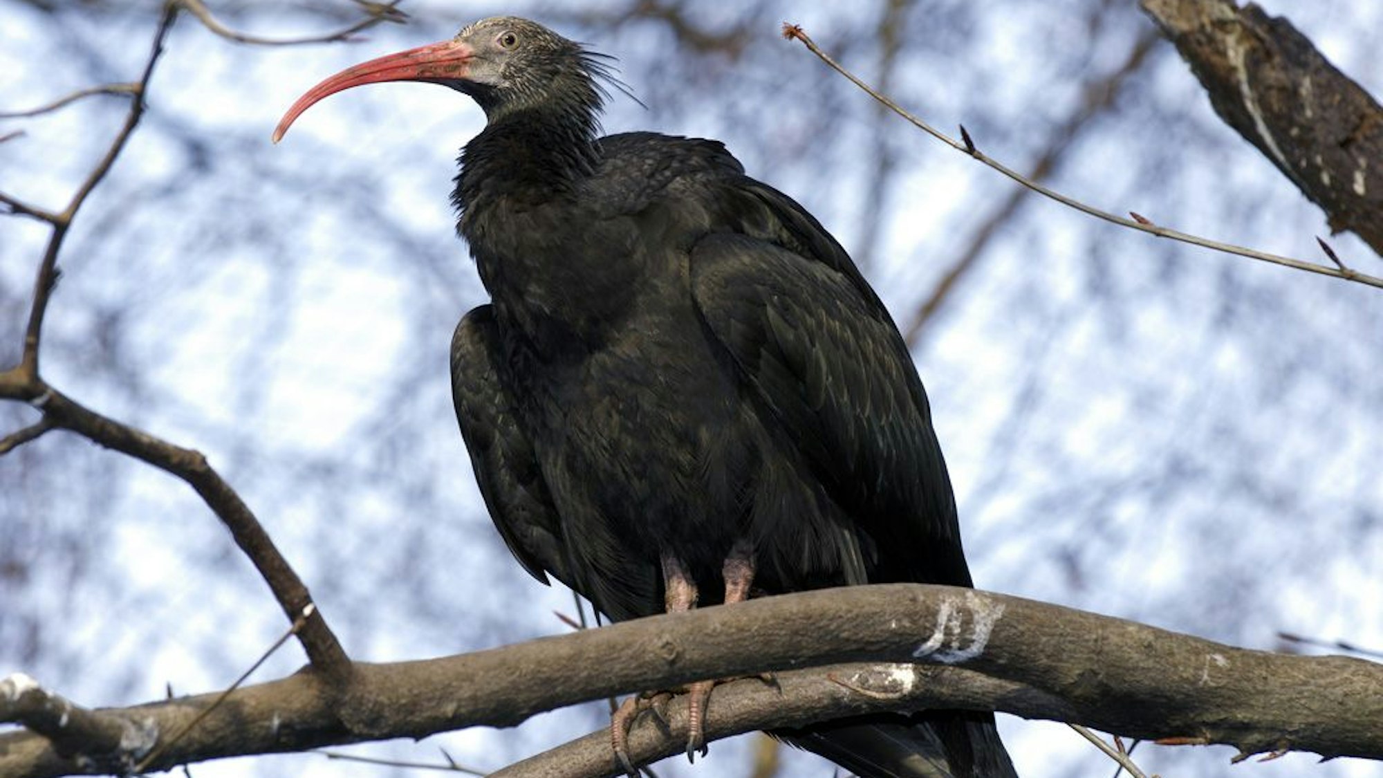Der Kölner Zoo betreibt ein Artenschutzprogramm und hilft dabei, Tiere wieder auszuwildern
Waldrapp