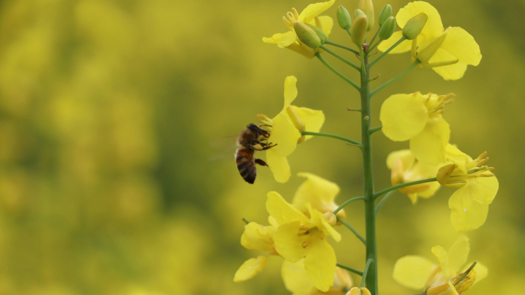 Das Foto zeigt eine Biene bei ihrer „Arbeit“, dem Bestäuben von Raps.