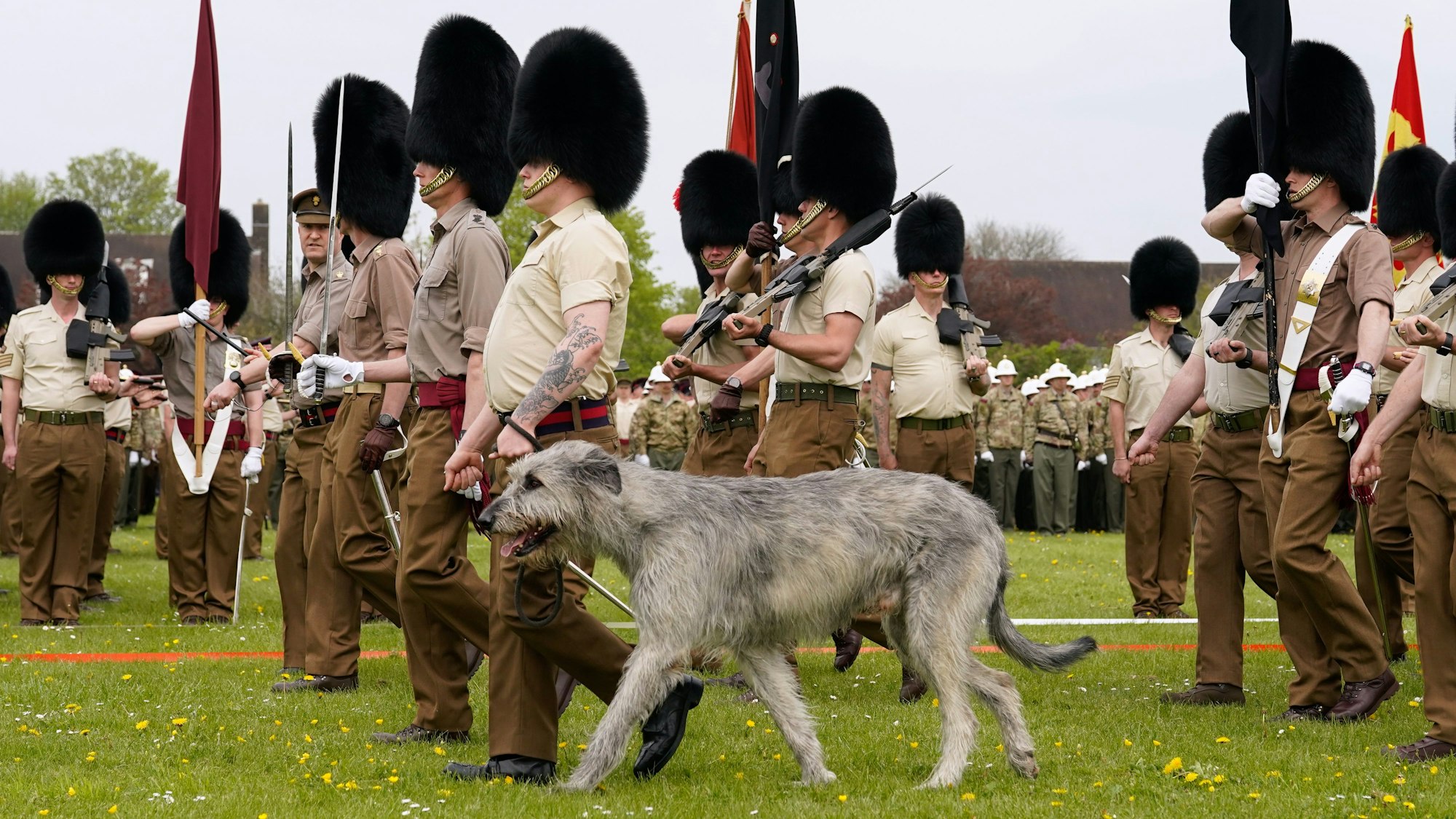Der irische Wolfshund Turlough Mor (auch bekannt als Seamus), das Regimentsmaskottchen der Irish Guards, nimmt an einer vollständigen Probe für den Tridienst und den Commonwealth auf der RAF Odiham in Hampshire teil, bevor er an der zweiten Prozession teilnimmt, die König Charles III. und Königsgemahlin Camilla nach dem Krönungsgottesdienst in der Londoner Abtei von Westminster Abbey zurück zum Buckingham Palace begleitet.