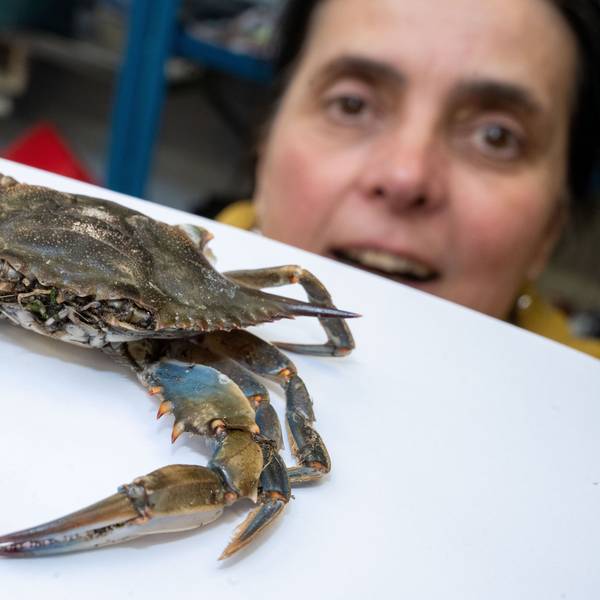 Ines Martin, Biologin und Kuratorin für Krebse am Deutschen Meeresmuseum, zeigt eine Blaukrabbe.