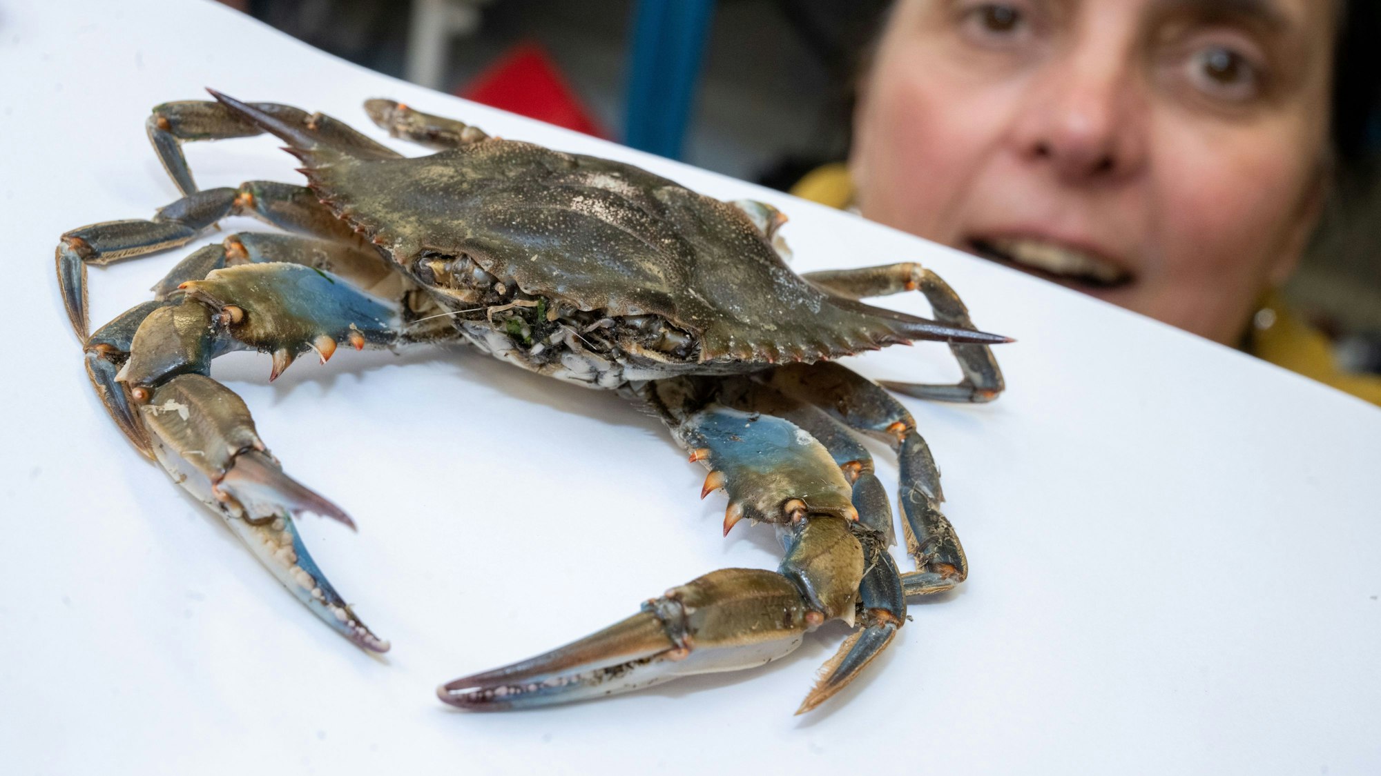 Ines Martin, Biologin und Kuratorin für Krebse am Deutschen Meeresmuseum, zeigt eine Blaukrabbe.
