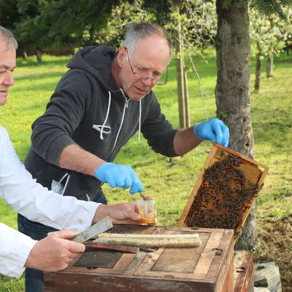 Das Foto zeigt Hobbyimker Dr. Gero Meyer (l.) und den unabhängigen Sachverständigen Holger Hermes. Sie entnehmen eine Probe aus dem Futterkranz.